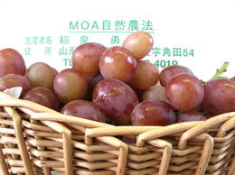 2009_09272008 ジャムの店0121.JPG